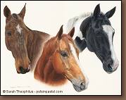 Bud, Toby & Blonka - Horse Portraits