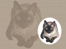 Siamese Cat Wallpapers