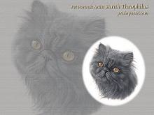 Persian Cat Wallpapers