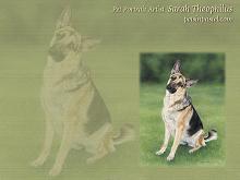 German Shepherd Dog Wallpapers