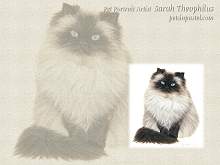 Himalayan Cat Wallpapers