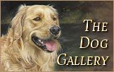 Dog Portraits Gallery