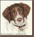 Dorrie - Springer Spaniel Painting