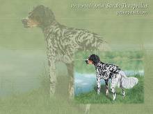 Setter Free Dog Wallpapers