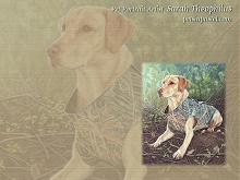 Labrador Retriever Dog Wallpapers