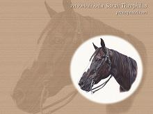 Free Desktop Horse Wallpapers