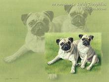 Pug Dog Wallpapers