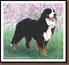 Rex - Bernese Mountain Dog Painting