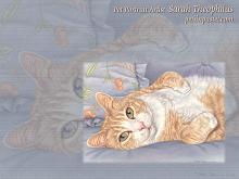 Ginger Tabby Cat Wallpaper