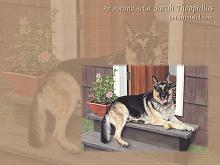 German Shepherd Dog Wallpapers