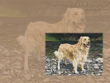 Golden Retriever Dog Wallpapers